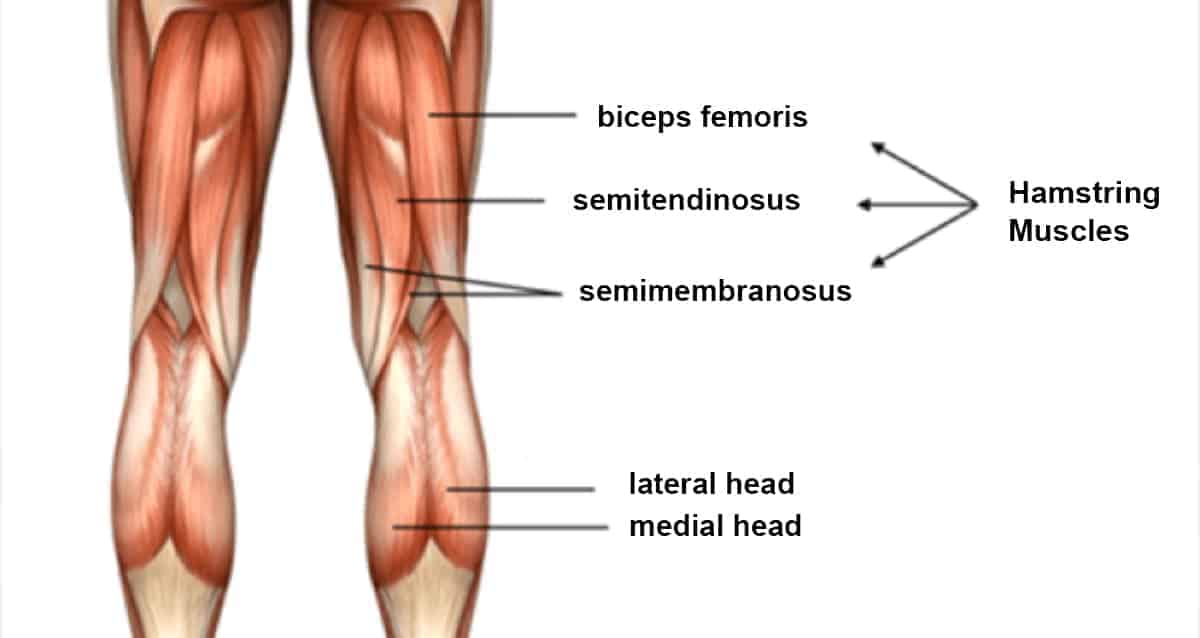 Diagram of hamstring muscles